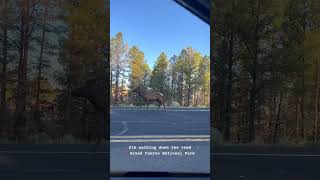 Grand Canyon Elk