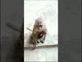 अरे बिलवा थोड़ा नाच के दिखा दे 🤣🐒 tange tange🤣 funny comedy monkey cat viral shorts trending