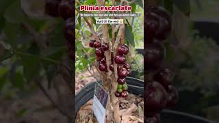 Scarlet Jaboticaba (Plinia escarlate) is an easy to grow fruit tree for containers or in the ground