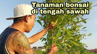 Ratusan tanaman bonsai ada di tengah persawahan