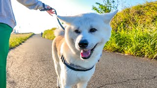 Walking with a cute Akita dog【Kawaii Dog Walk & Tail】