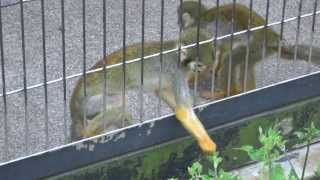 コモンリスザルならし展示　東武動物公園