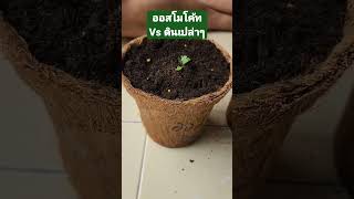 ปลูกผักชีด้วยออสโมโค้ท vs ดินล้วน#ผักชี #ออสโมโค้ท #ปลูกผักชี