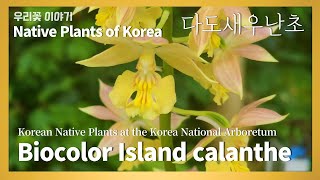 다도새우난초 [109. Biocolor Island calanthe]  Native Plants of Korea