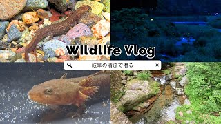 #2 Discovering Unique Japanese Giant Salamanders!| DAY2 | Tiny salamanders - Wildlife Vlog