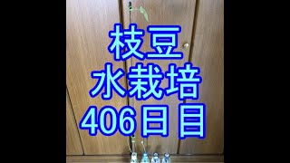 🌴枝豆水栽培🌴059🌴406日目（58週間≒1年1ヶ月）🌴