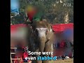 handlers are viciously beating elephants at the chitwan elephant festival in nepal