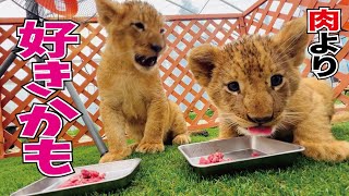 全部剥がすんだ！お肉よりも楽しい事見つけたライオン🦁