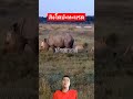 สิงโตปะทะแรด😲😲🦁🦁🦏🦏 ธนสารฟาร์ม คนเลี้ยงหมู บักพากย์ animals