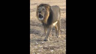 Asiatic Lion male Devraj