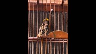 Burung Manyar Emas Bang Rahman