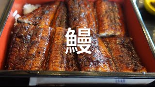 おいどんのグルメ旅 🍴#1【島根県松江市うなぎ処 山美世】