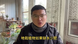 了解地栽盆栽区别，让您养花成功率翻倍！（下）