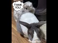 【モフモフ】仲良しうさぎcuddling rabbits