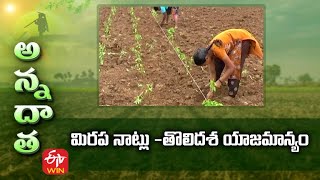 Tips for Chilli Transplantation \u0026 Early stage management | మిరప నాట్లు  తొలిదశ యాజమాన్యం | ETV