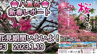 2023年　八重岳桜レポート#3　21日・22日桜祭りイベント開催