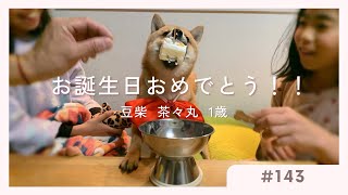 【豆柴 茶々丸 1歳】祝・お誕生日おめでとう！【#143】