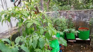 Home garden | வீட்டு மாடி தோட்டம்