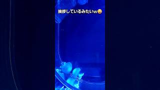 👾挨拶しているみたいなクラゲ#水族館 #すみだ水族館 #クラゲ #ショート動画 #shorts #aquarium