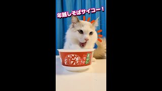 年越しそば美味しい！猫だって好きな物食べたいのよね～！(中身は動画の最後) 【おしゃべりする猫】#Shorts