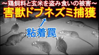 害獣ドブネズミを捕獲～ニワトリの配合飼料と玄米を盗み食いする鼠を粘着罠で駆除～