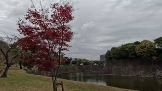 皇居 乾通りの紅葉 | AUTUMN LEAVES ALONG INUI-DORI STREET IN THE IMPERIAL PALACE