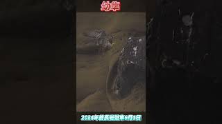 SP155_幼隼\u0026公鳥飛_2024酋長岩遊隼_6月1日