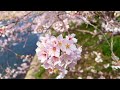 2022年3月30日　龍巌淵の桜