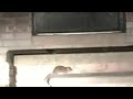 Residents fed up with rats