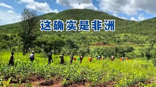 跟随一群非洲黑玫瑰上山采蘑菇，真实记录，颠覆你对非洲的认知