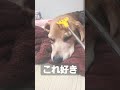 寝る前にしてほしい🐶 ビーグル 愛犬 よしよし 好きなこと