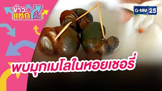 พบมุกเมโลในหอยเชอรี่ | ข่าวแหกโค้ง |GMM25