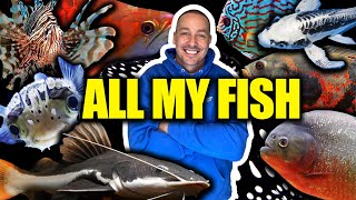 Piranha, Oscars, stingrays, Arowana, Koi, catfish and Discus fish tanks! The king of DIY aquarium