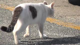 世界遺産候補・宗像大社に住み着く猫Cat settle in Munakata Taisha