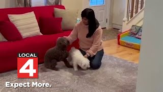 Consumer Reports: Best pet insurance alternatives