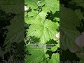 Thimbleberry Identification and Uses #shorts #berry