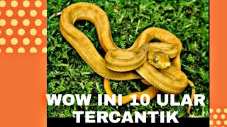 10 ULAR TERINDAH DI DUNIA!!!