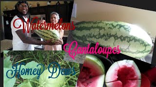 How to grow watermelon, cantaloupes and honey dew