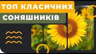 Топ 5 класичних соняшників