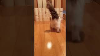 Chubby Cat's Toilet Paper Challenge Intermediate Edition#shorts #ラグドール#Ragdoll#cat