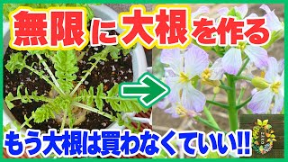 スーパーの大根を無限に何度でも収穫する【再生栽培（リボベジ）】