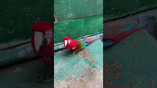 ベニコンゴウインコ　ノースサファリサッポロ　Green-winged macaw