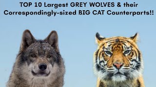 TOP 10 Largest GREY WOLVES & their Correspondingly-sized BIG CAT Counterparts!!