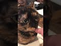 【猫動画】ファーちゃんかわいいね　 さびねこ チャンネル登録お願いします アルゴーチャンネル