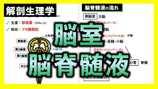 【解剖生理学（神経系）】脳室・脳脊髄液：リメイクver.