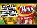 Why Do My Dog's Feet Smell Like Corn Chips? | Ultimate Pet Vet