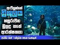 " Aqua Man (2018) "සිංහල Movie Review | Ending Explained Sinhala | Sinhala Movie Review