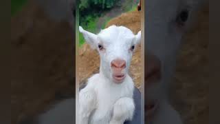 Baby goat Sound - Mom 💓❤️ #goat  #animals #sound #viralvideo  #viralshorts #viralshort #viralshorts