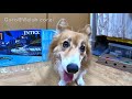 roku plays rope ロープのオモチャでロクさんと遊んでみた 20191214 ペット用おもちゃロープ材 dog fluffy corgi フラッフィ コーギー 犬