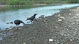 L0258　大分川　ビビの縄張り　モンファミリー（ハシボソガラス）Oita River　BIBI Territory　MON Family (Wild Carrion Crow)